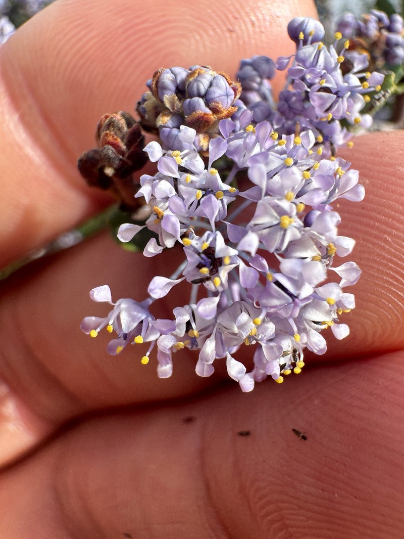Ceanothus cuneatus var. ramulosus photo 3