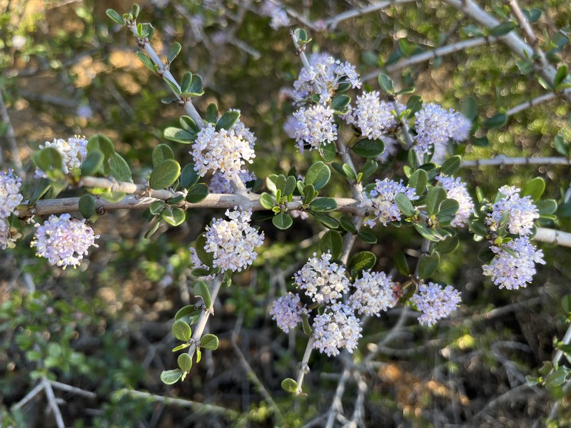 Ceanothus cuneatus var. ramulosus photo 4