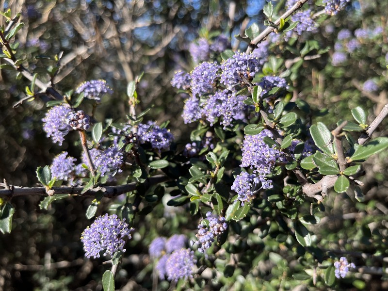 Ceanothus cuneatus var. ramulosus photo 5