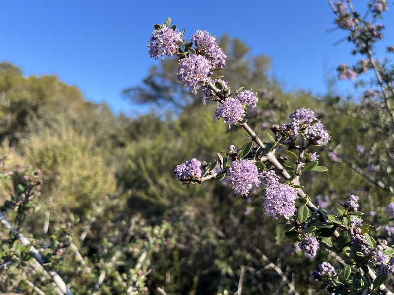 Ceanothus cuneatus var. ramulosus photo 6
