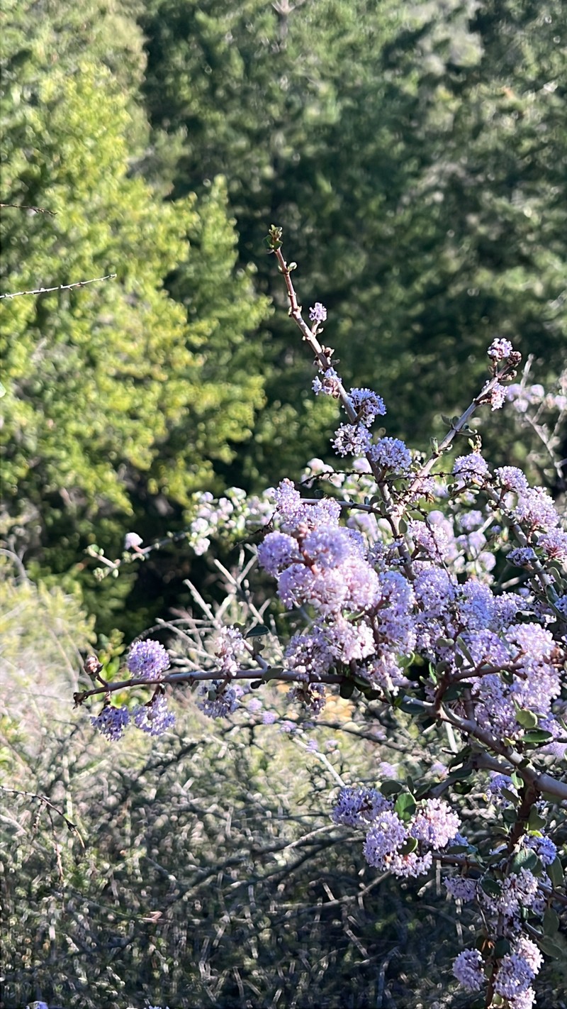 Ceanothus cuneatus var. ramulosus photo 7