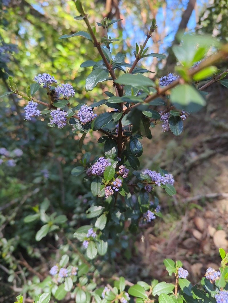 Ceanothus cuneatus var. ramulosus photo 8