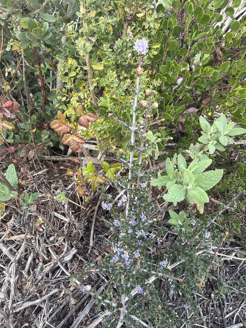 Ceanothus cuneatus var. rigidus