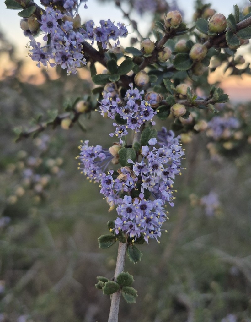 Ceanothus cuneatus var. rigidus photo 2