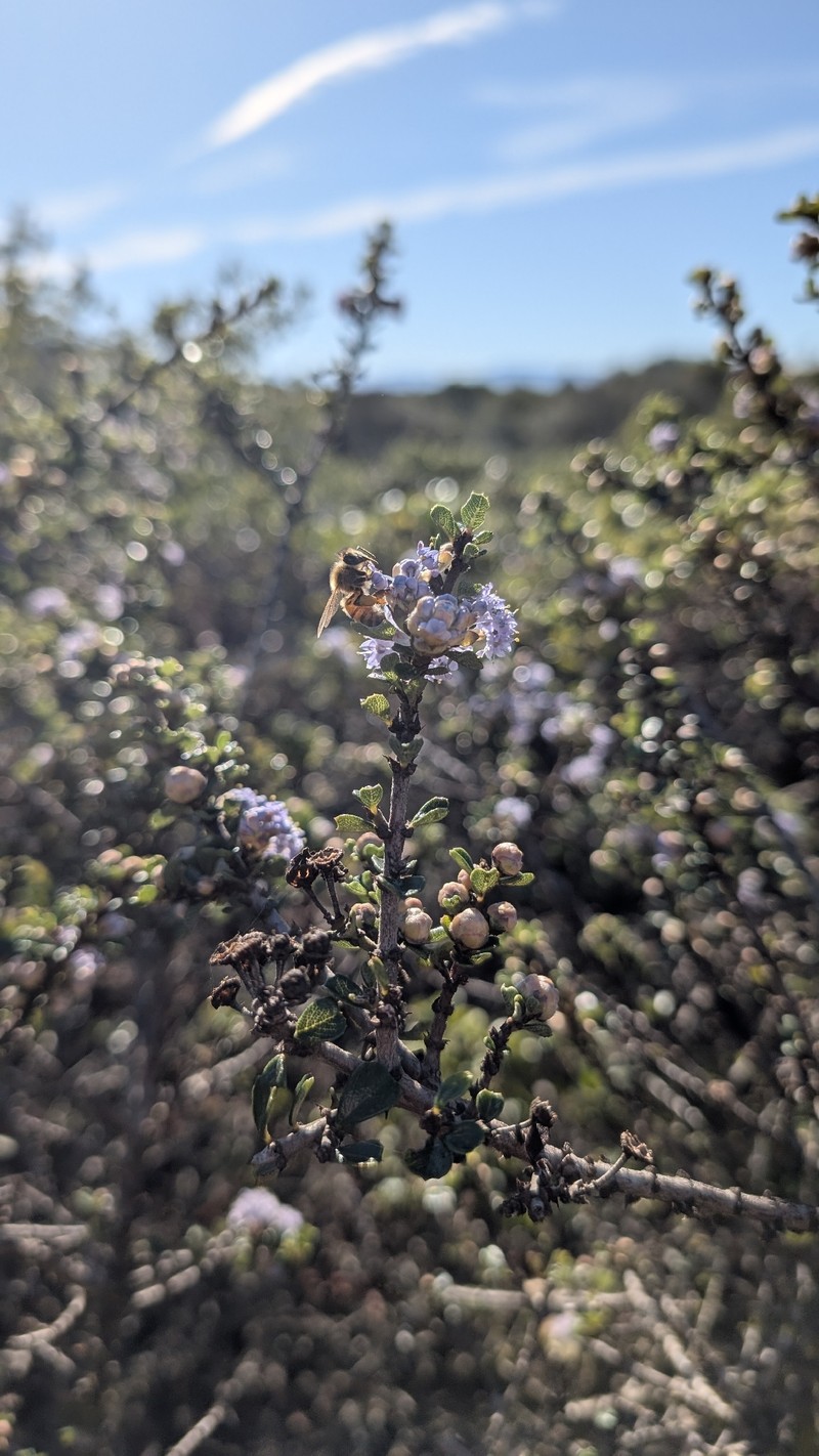 Ceanothus cuneatus var. rigidus photo 3