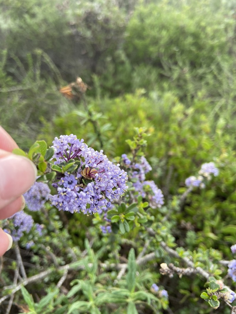 Ceanothus cuneatus var. rigidus photo 4