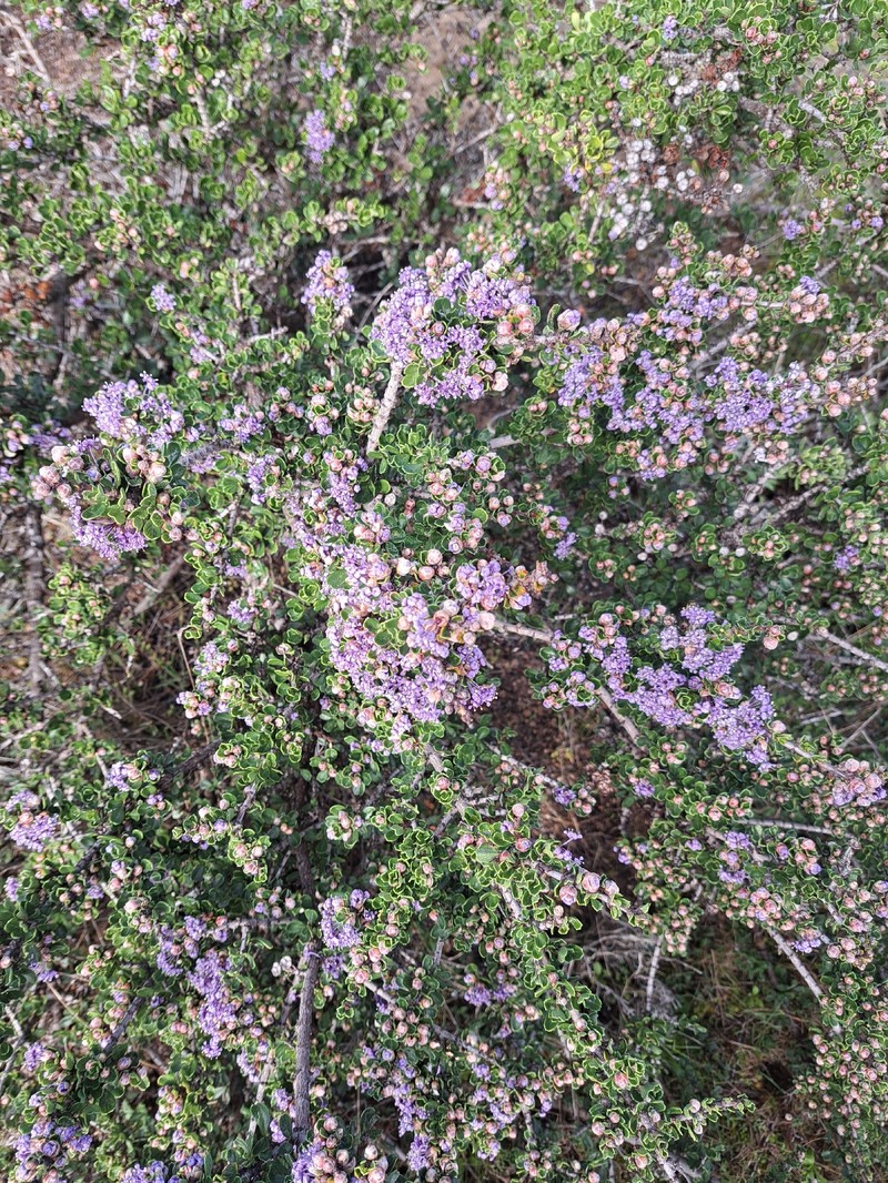 Ceanothus cuneatus var. rigidus photo 5