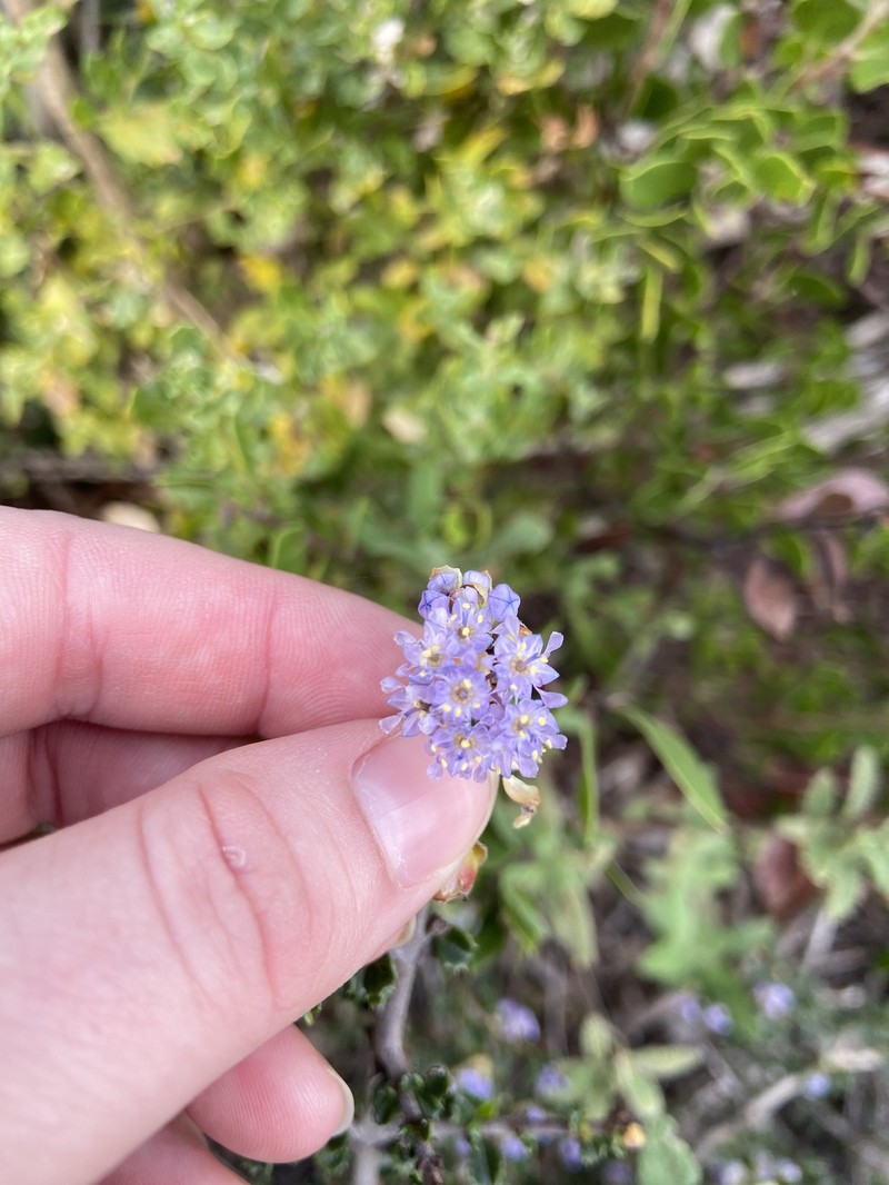 Ceanothus cuneatus var. rigidus photo 6