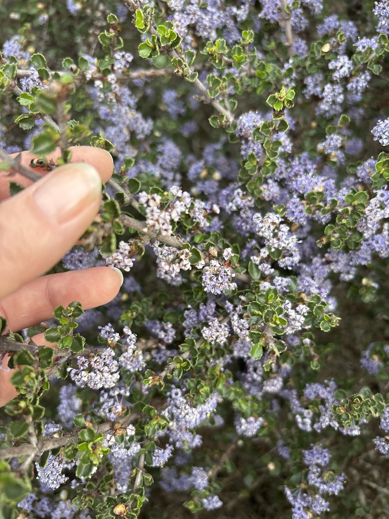 Ceanothus cuneatus var. rigidus photo 7