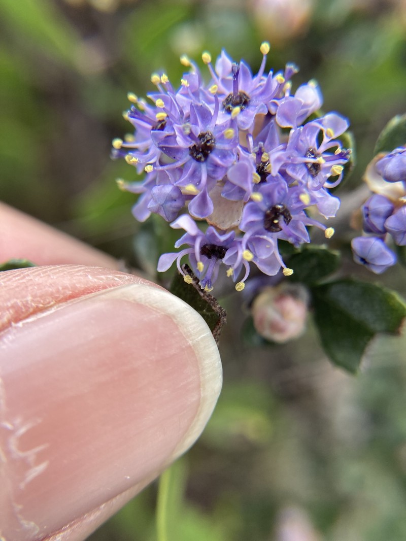 Ceanothus cuneatus var. rigidus photo 8