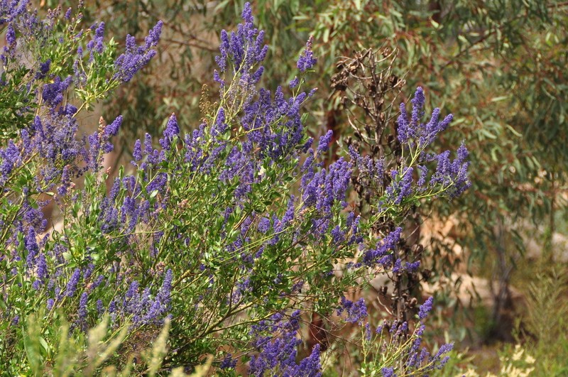 San Diego Buckbrush photo 3