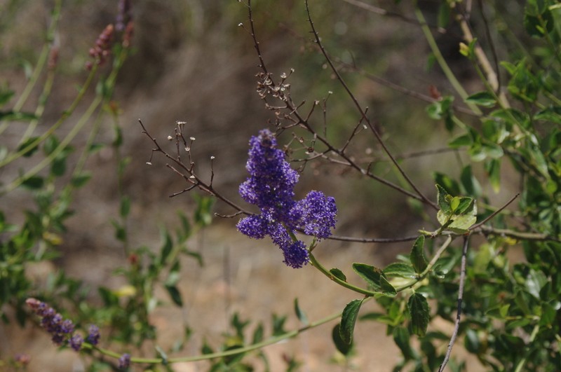 San Diego Buckbrush photo 5