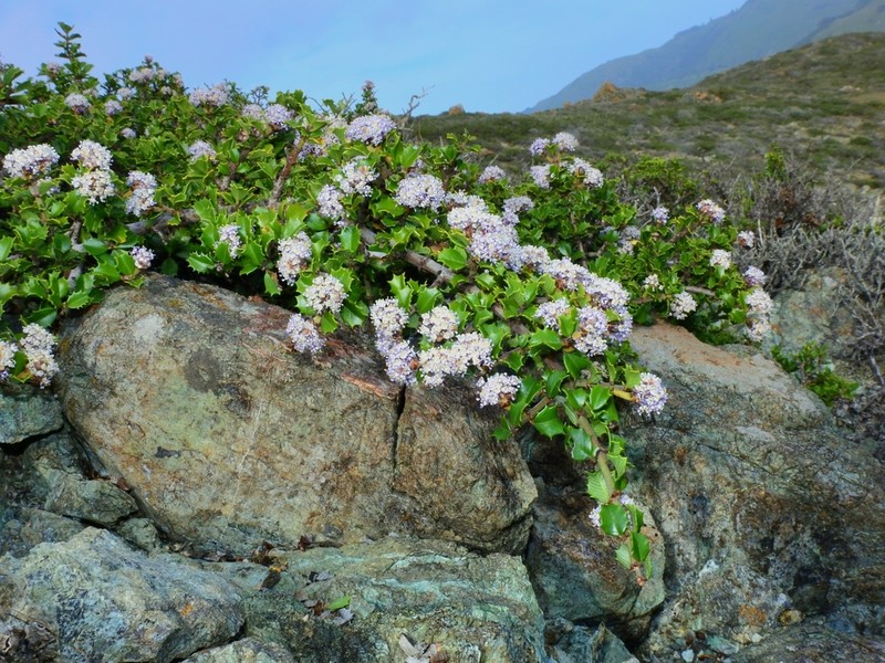 Ceanothus decornutus
