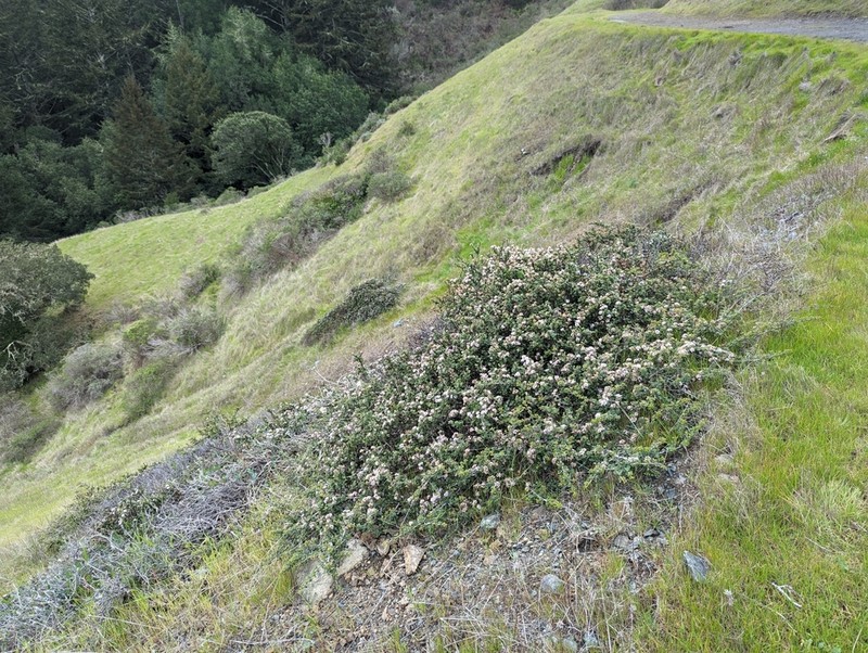 Ceanothus decornutus photo 2