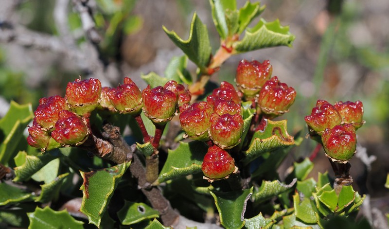 Ceanothus decornutus photo 3
