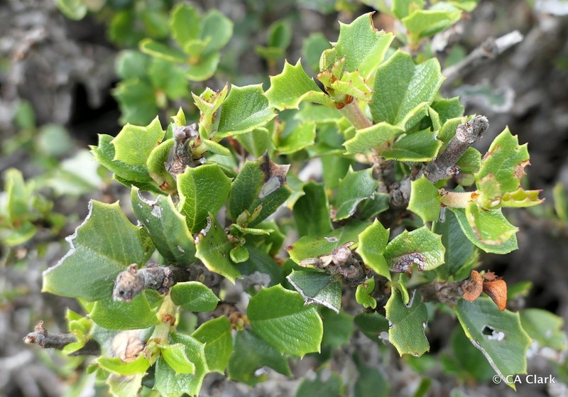 Ceanothus decornutus photo 4