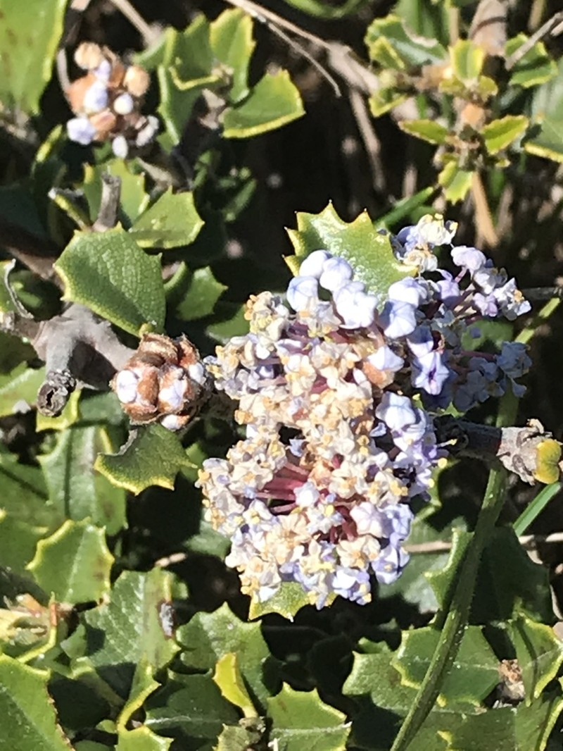Ceanothus decornutus photo 5