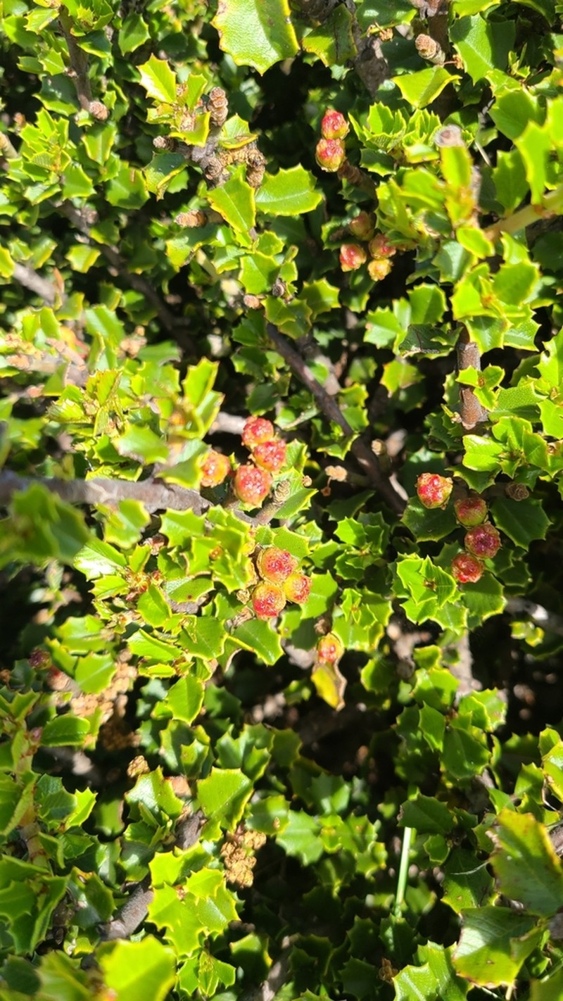 Ceanothus decornutus photo 6
