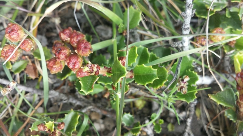 Ceanothus decornutus photo 8