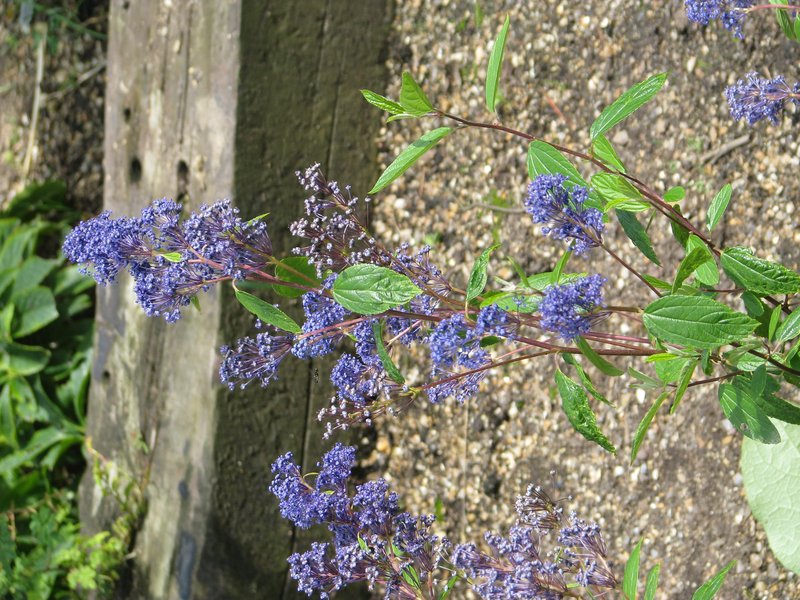 French Hybrid Ceanothus