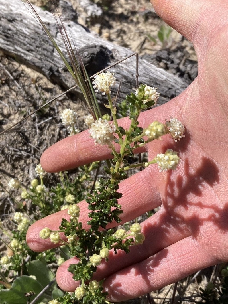 Sandscrub Ceanothus