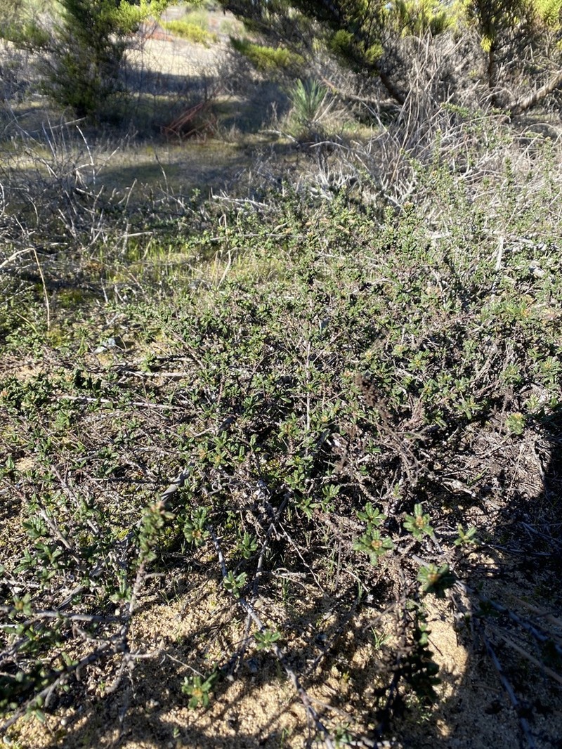 Sandscrub Ceanothus photo 2