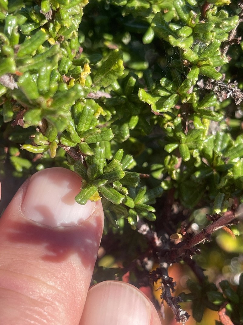 Sandscrub Ceanothus photo 3