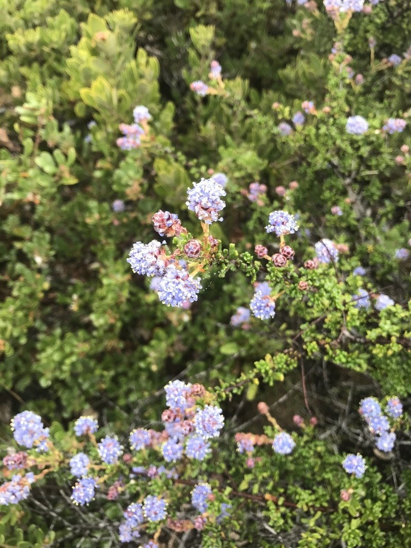 Sandscrub Ceanothus photo 4