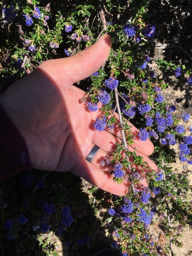 Sandscrub Ceanothus photo 5