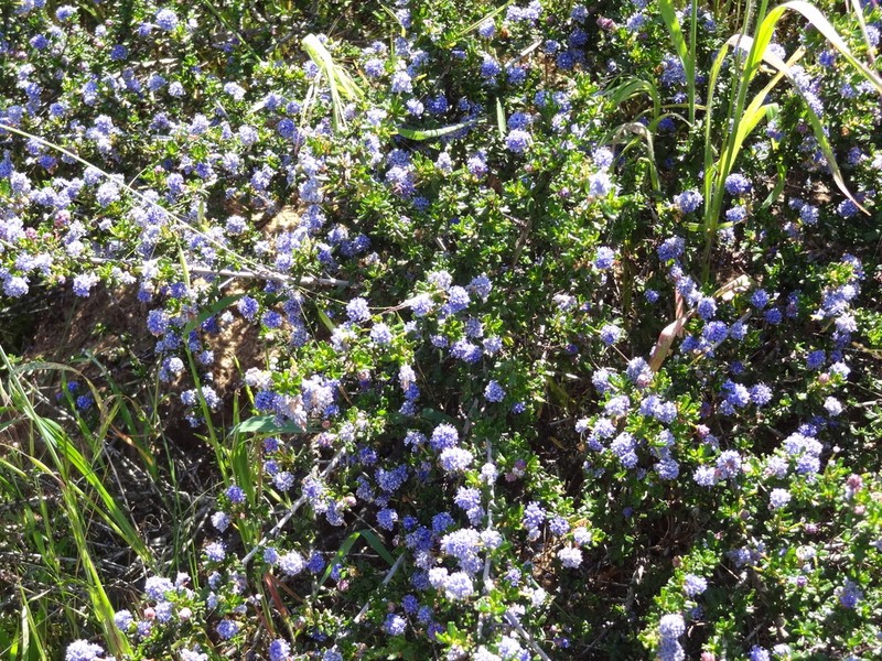 Sandscrub Ceanothus photo 6