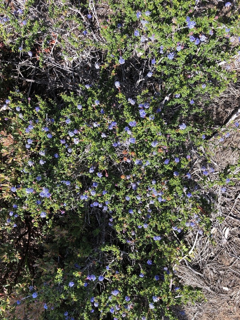 Sandscrub Ceanothus photo 7