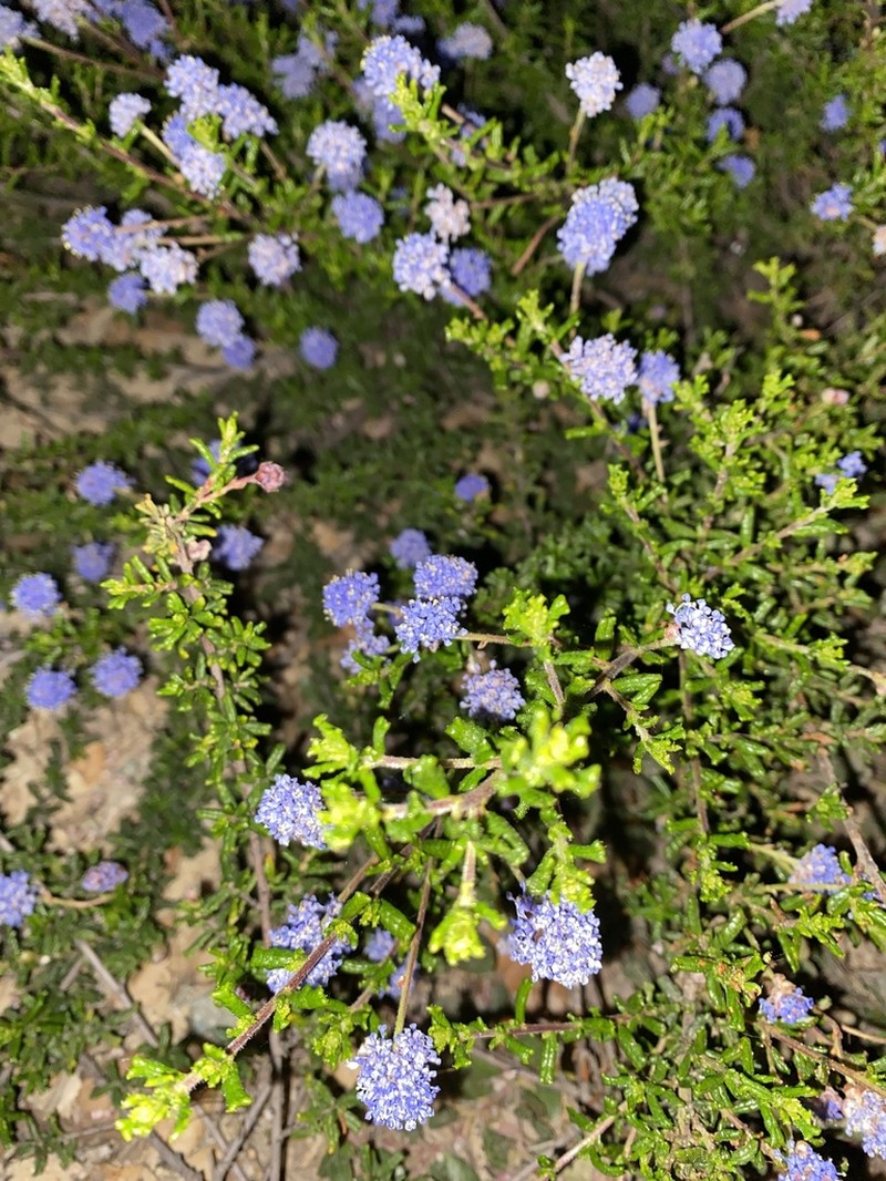 Sandscrub Ceanothus photo 8