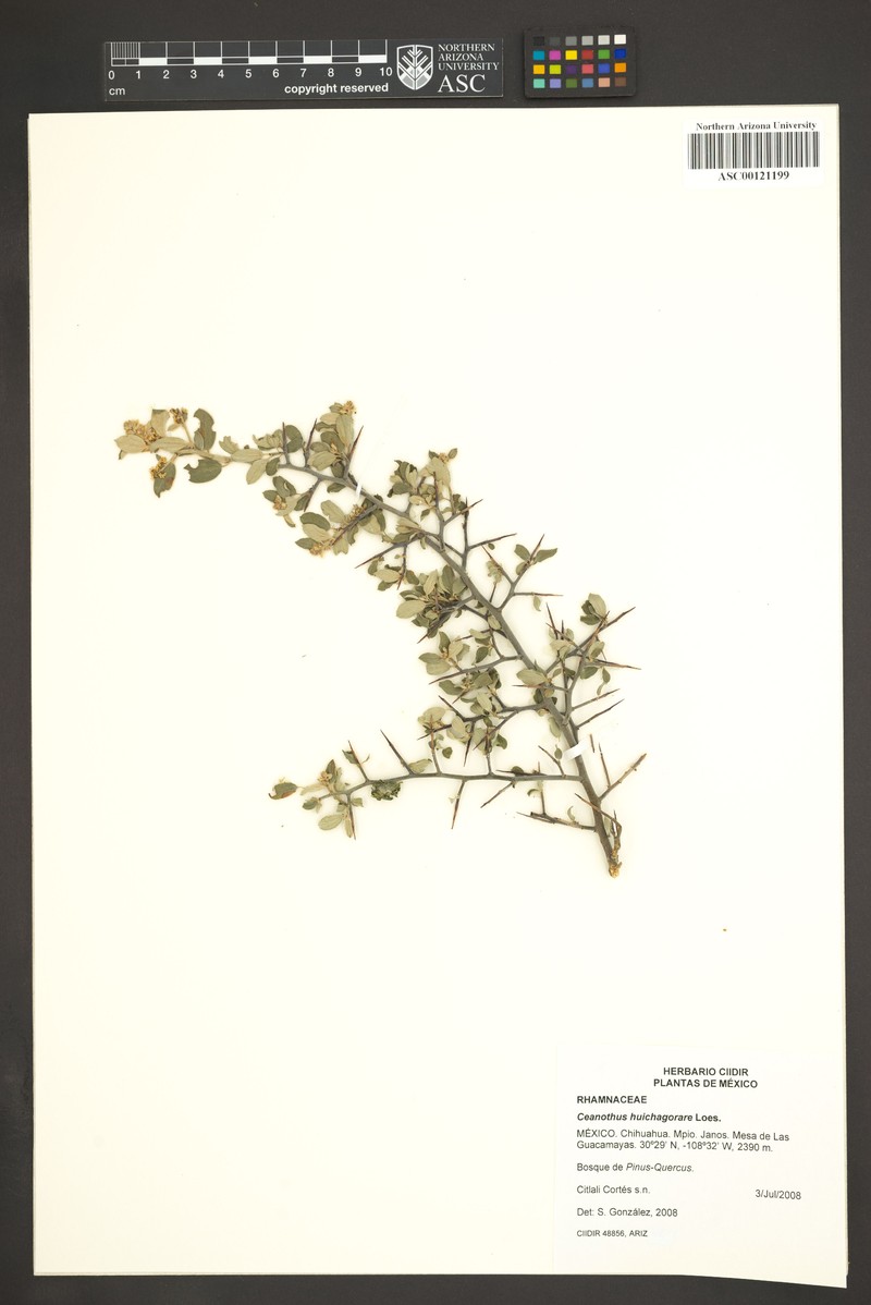 Ceanothus depressus
