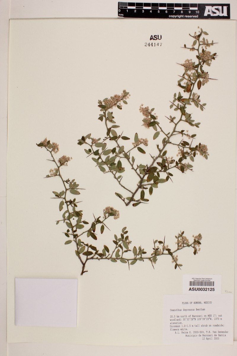 Ceanothus depressus photo 2
