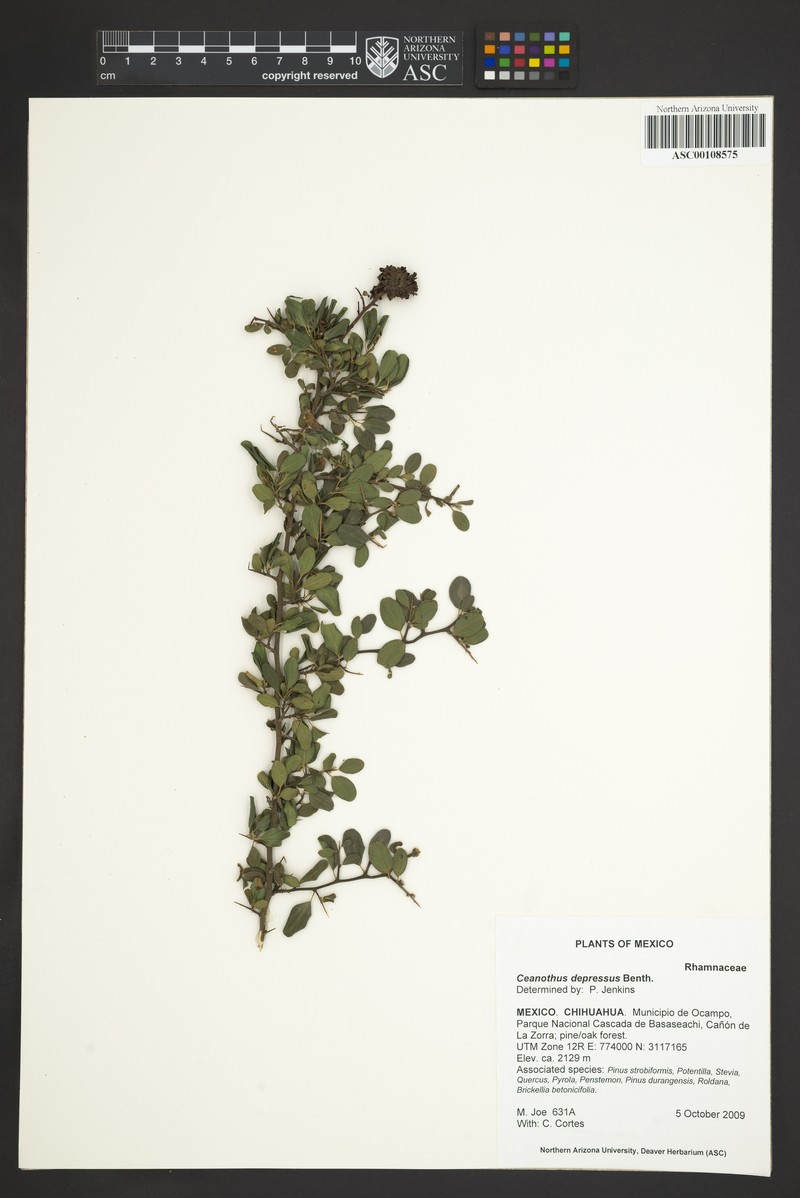 Ceanothus depressus photo 3
