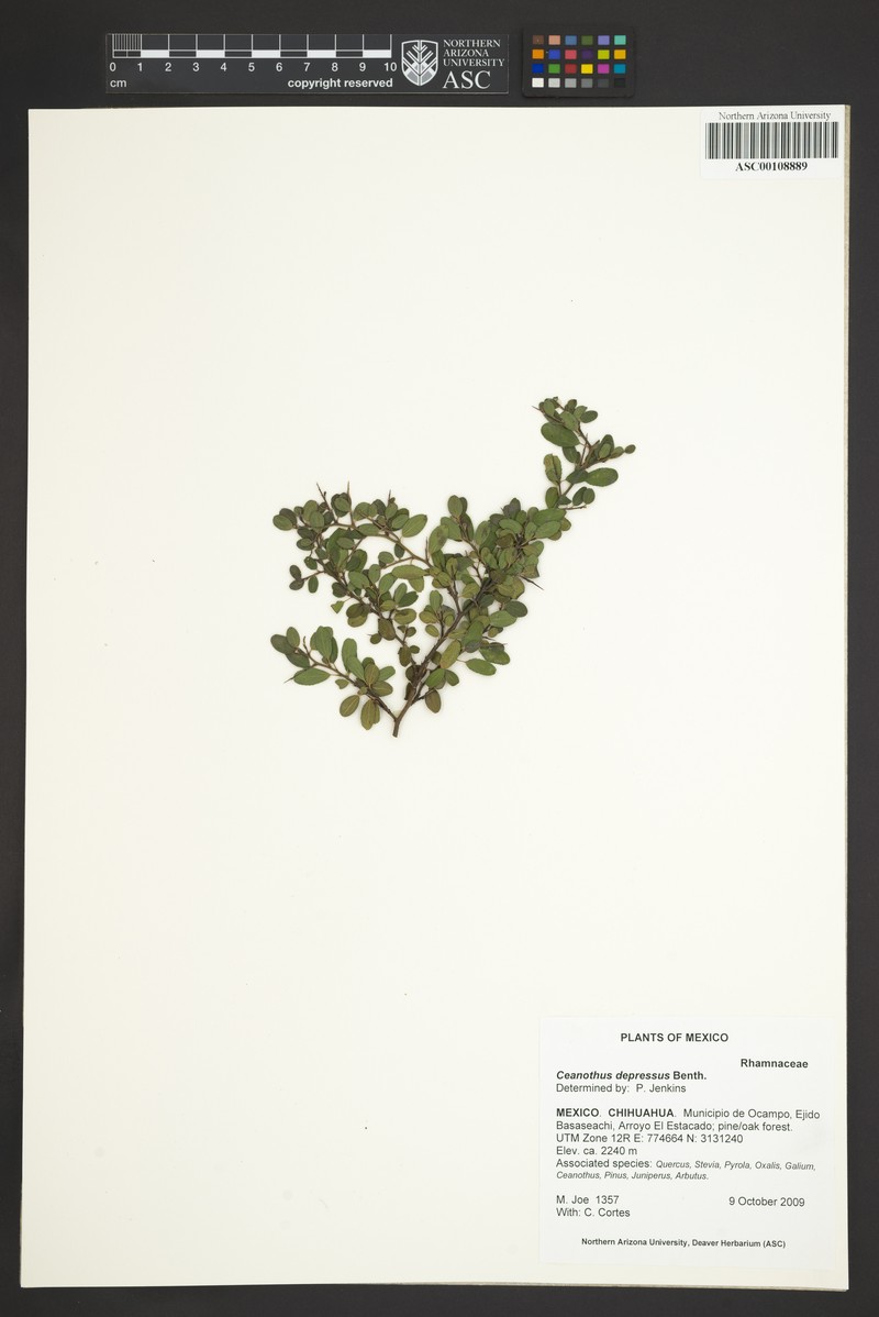 Ceanothus depressus photo 4