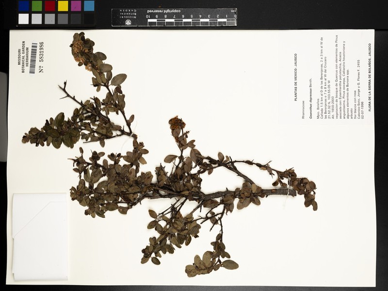 Ceanothus depressus photo 5