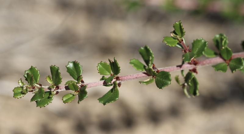 Calistoga Ceanothus