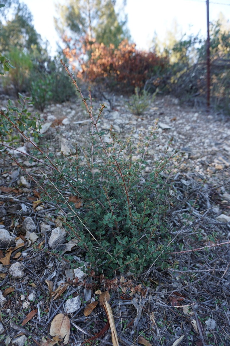 Calistoga Ceanothus photo 2