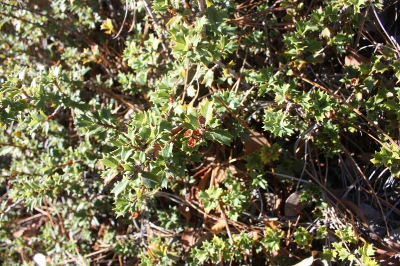 Calistoga Ceanothus photo 3