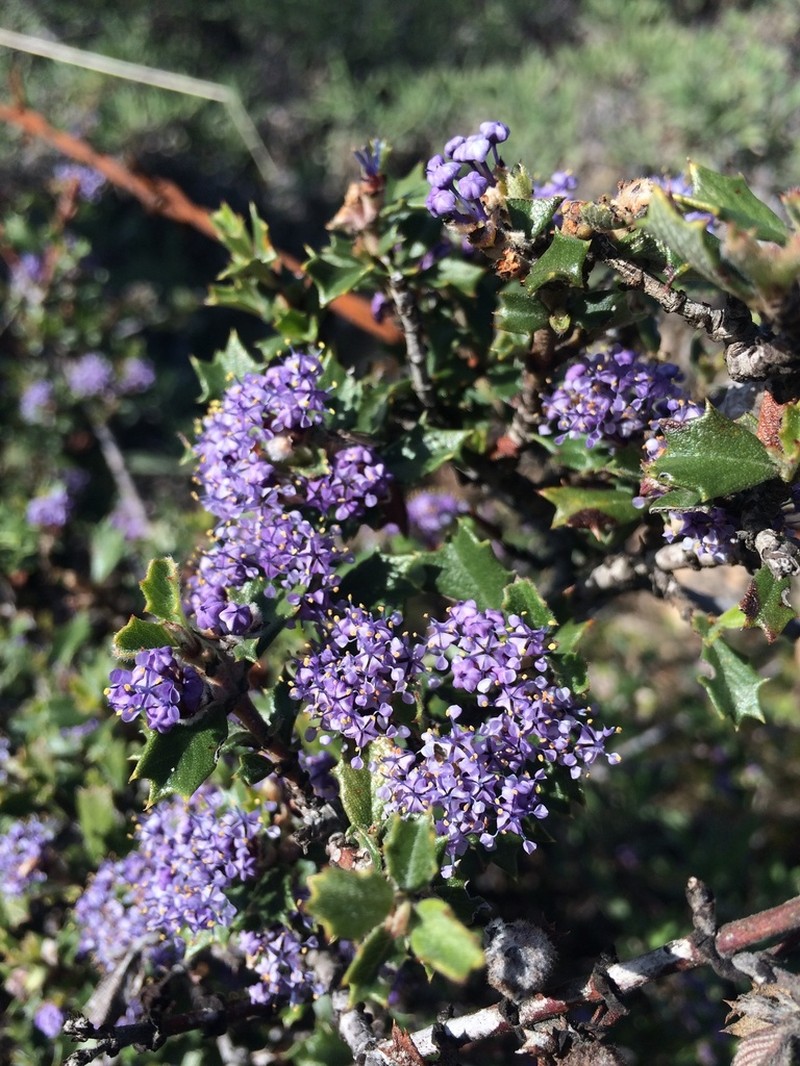 Calistoga Ceanothus photo 4