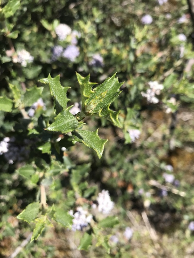 Calistoga Ceanothus photo 5