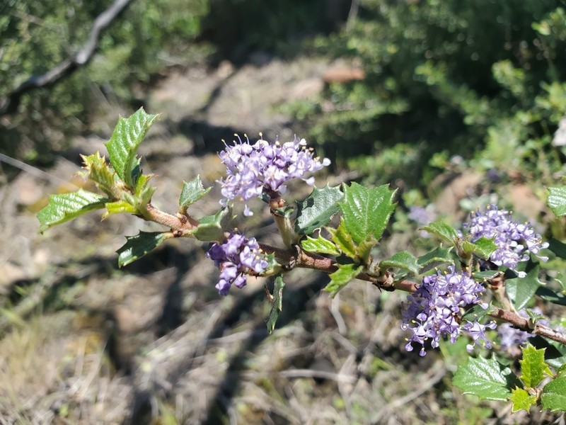 Calistoga Ceanothus photo 6