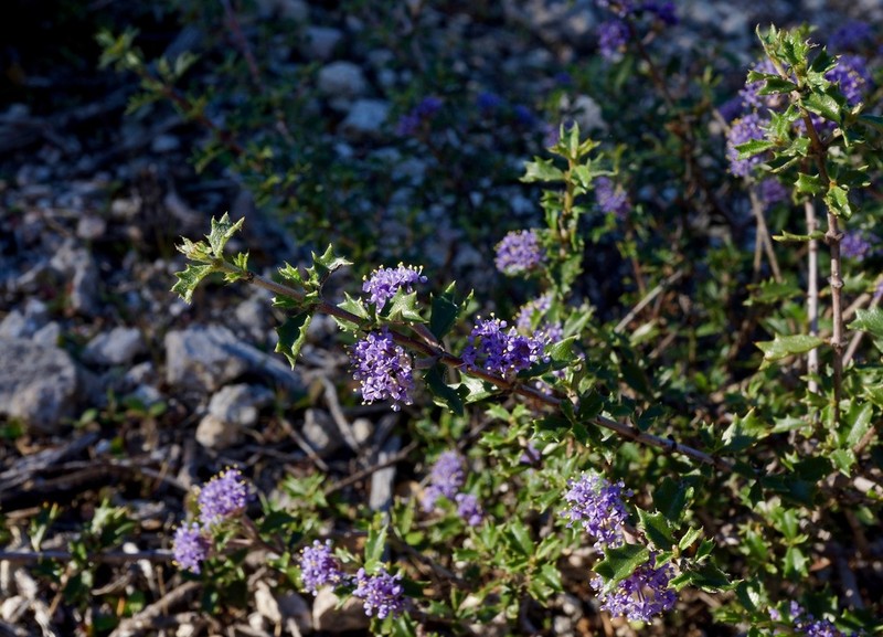 Calistoga Ceanothus photo 7