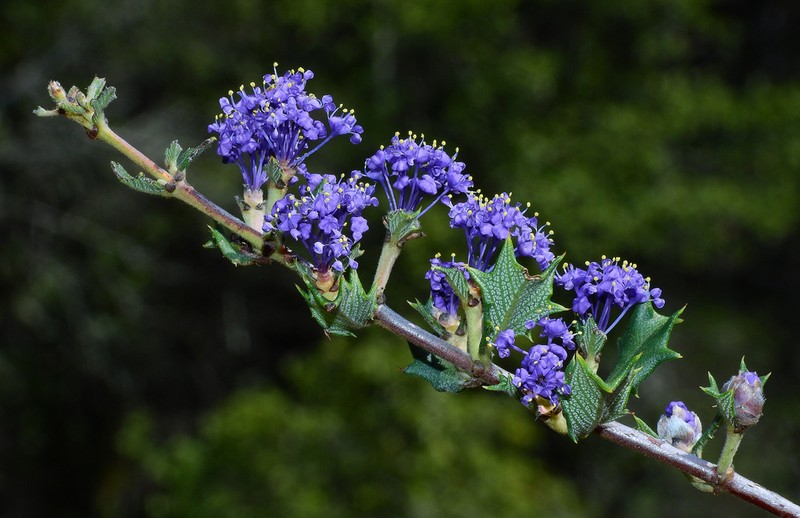 Calistoga Ceanothus photo 8
