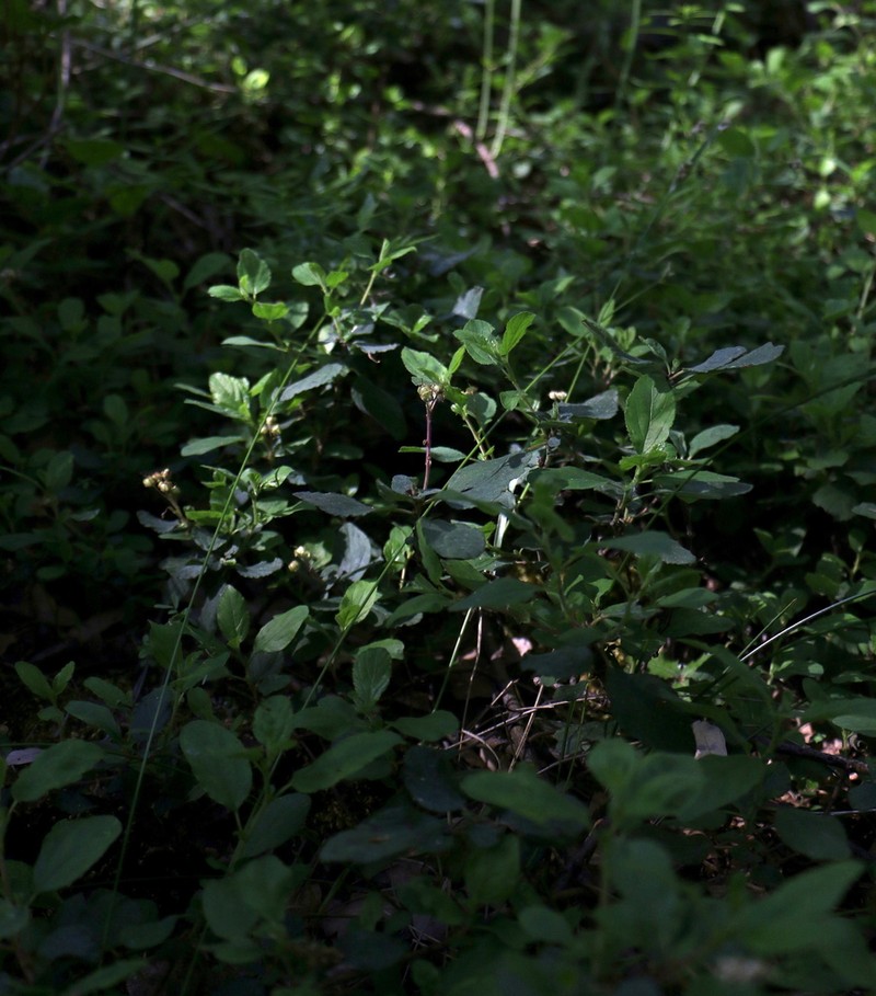 Pinemat photo 7