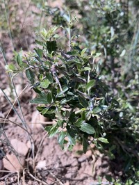 Fendler's Ceanothus