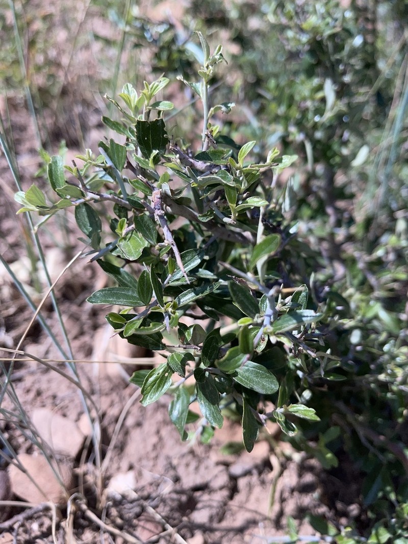 Fendler's Ceanothus
