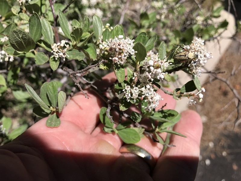 Fendler's Ceanothus photo 2
