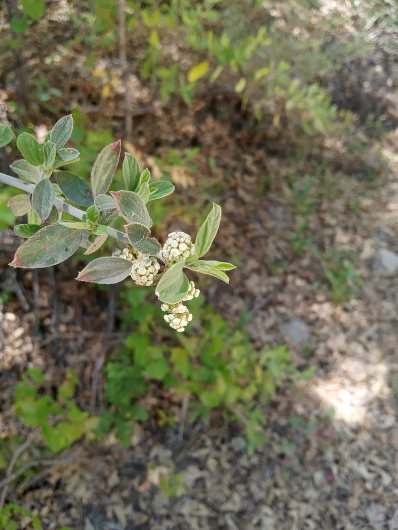 Fendler's Ceanothus photo 3